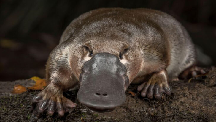 Why the Platypus Is the Strangest Mammal Alive: 10 Mind Blowing Facts