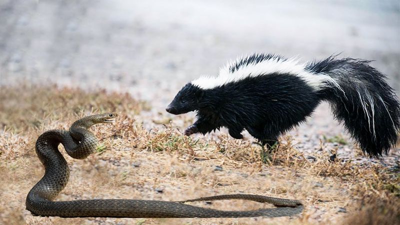 Striped Skunk