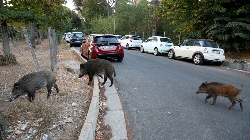 Wild Boar in Rome's Streets