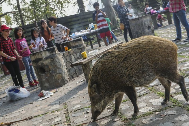 Wild Boar