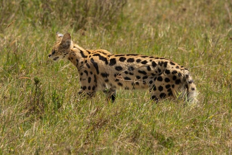 Serval