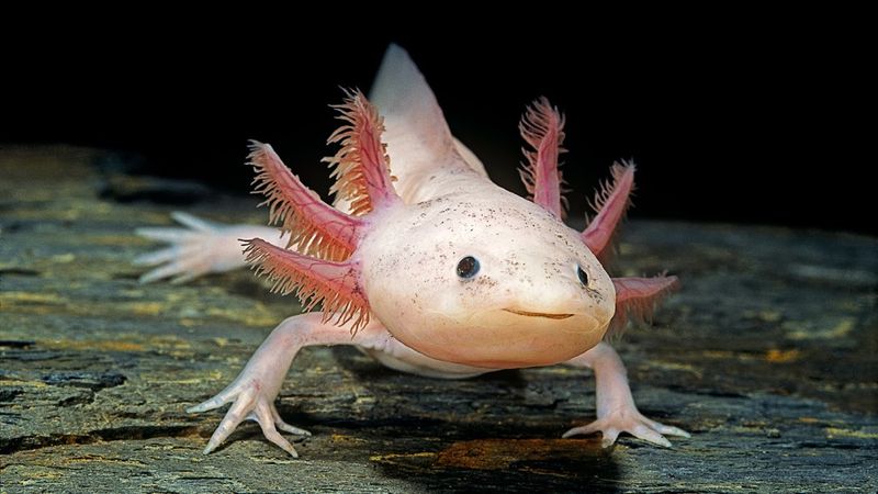 Axolotl