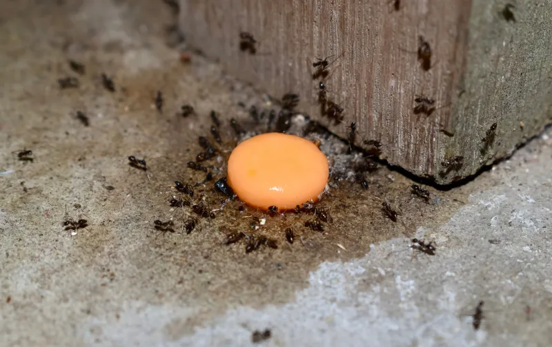 Indiana: Hoosier State's Ant Challenge