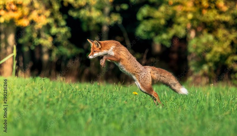 Fox