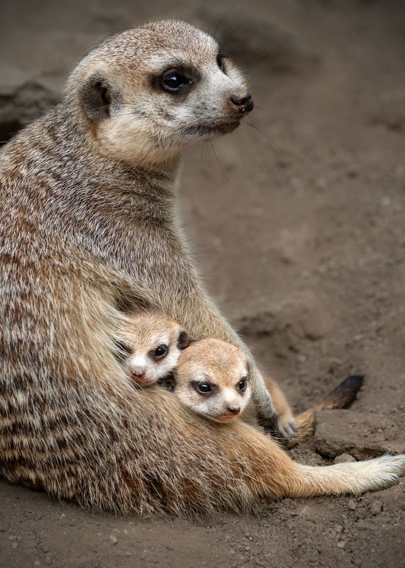 Meerkat