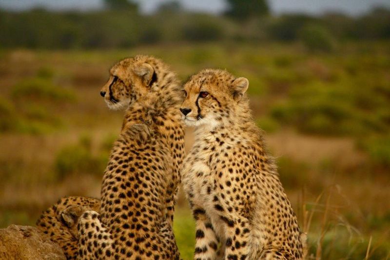 Cheetah
