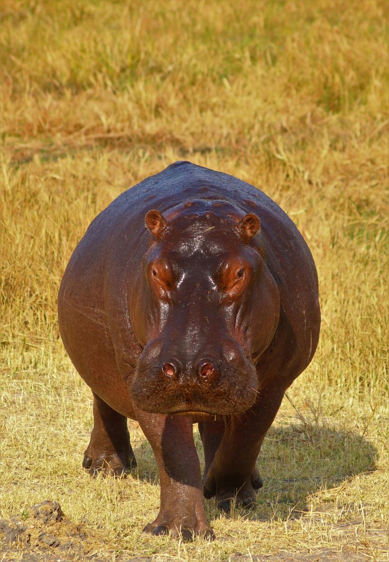 Hippopotamus