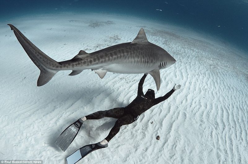 Shark