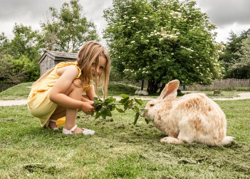 Continental Giant Rabbit