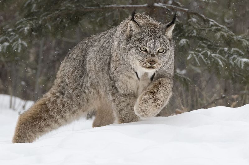 Lynx