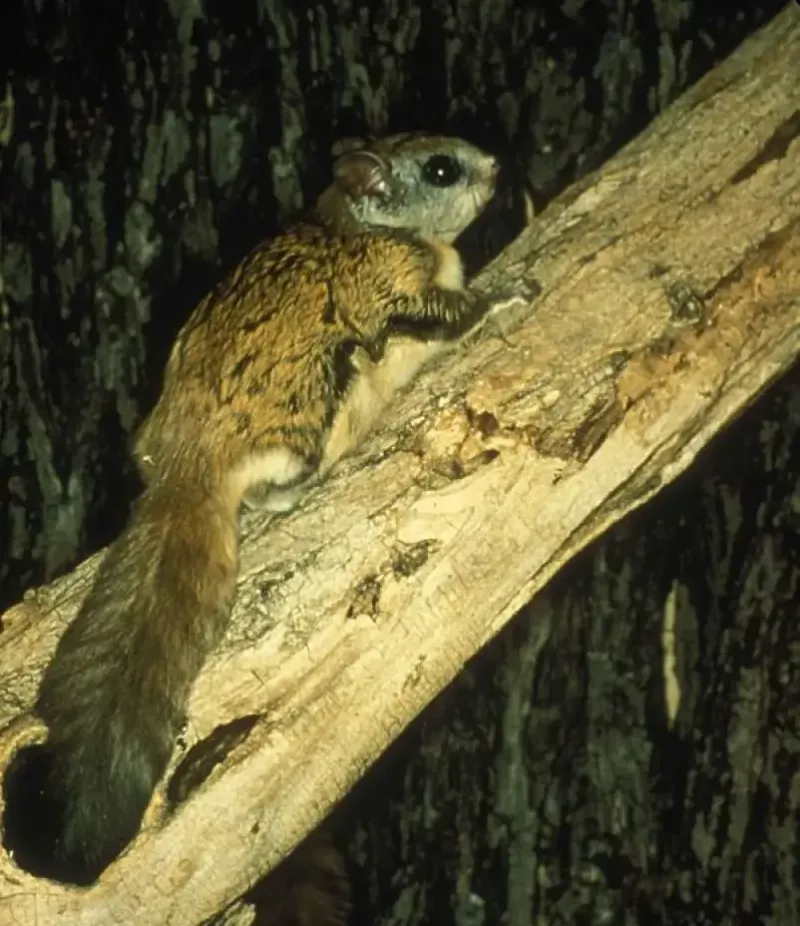Northern Flying Squirrel
