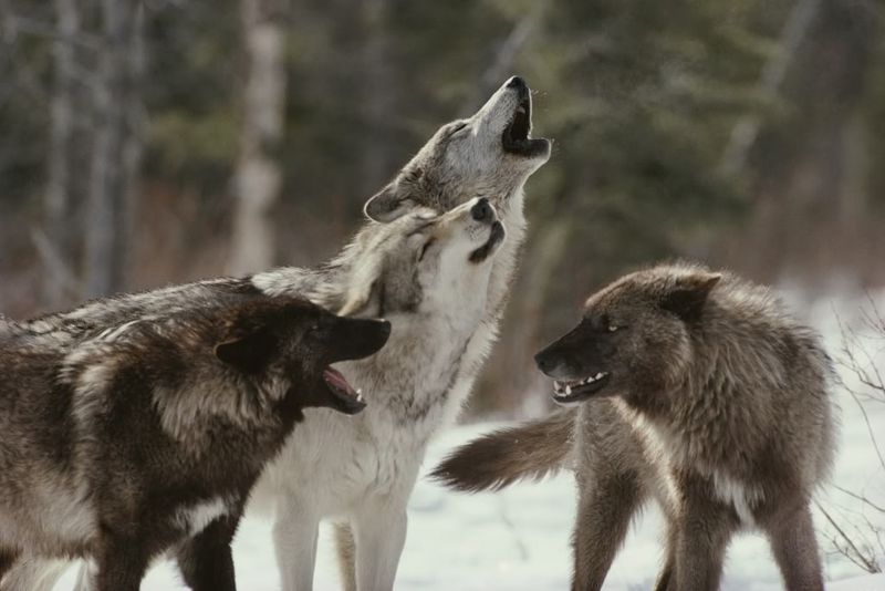 Wolves