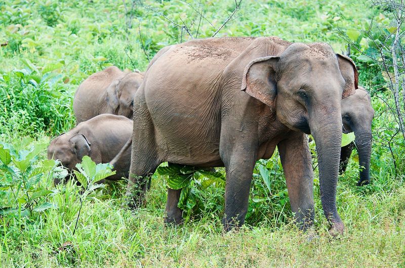 Elephants