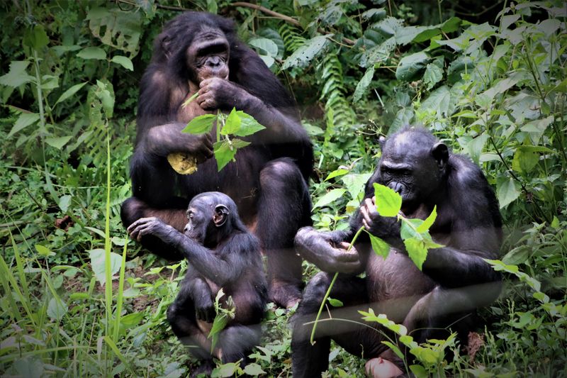 Bonobos