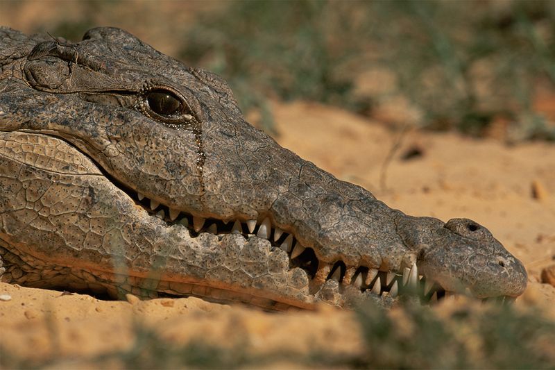 Crocodiles Cry While Eating