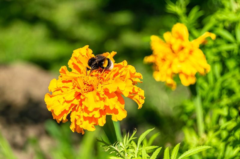 Bees Flourish in Urban Jungles