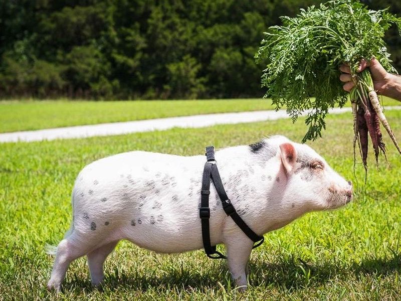Miniature Pigs