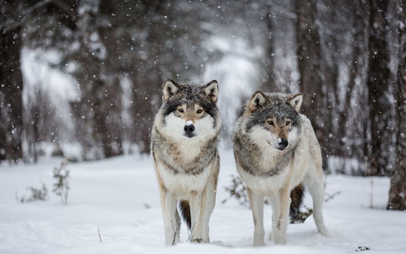 Wolves