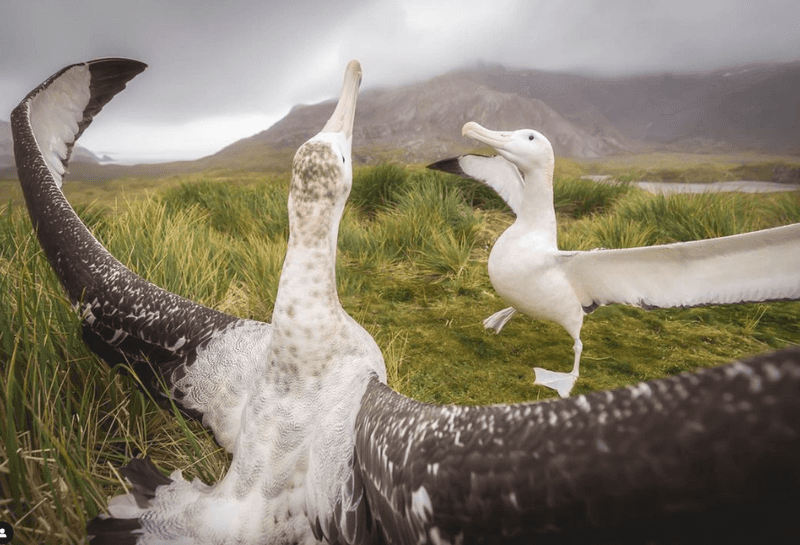 Albatross