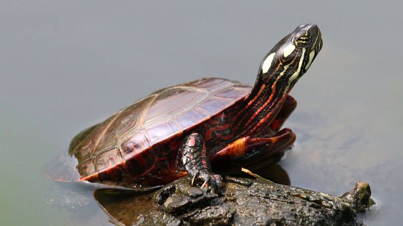 Painted Turtle Hatchlings