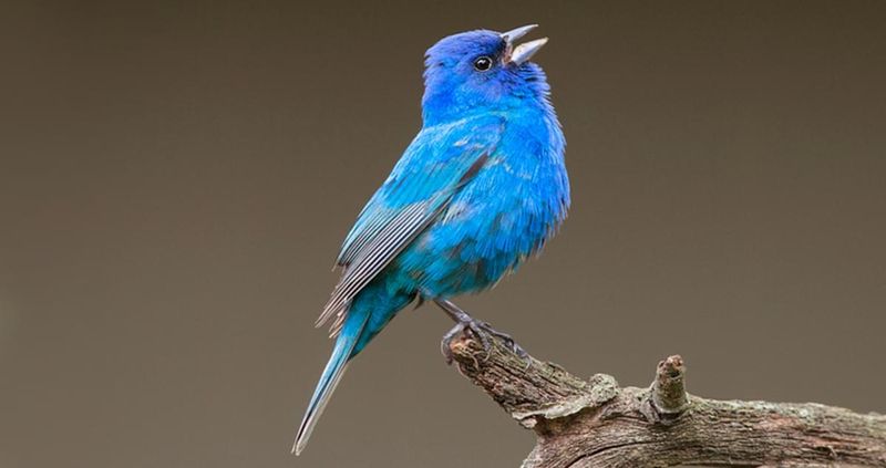 Indigo Bunting