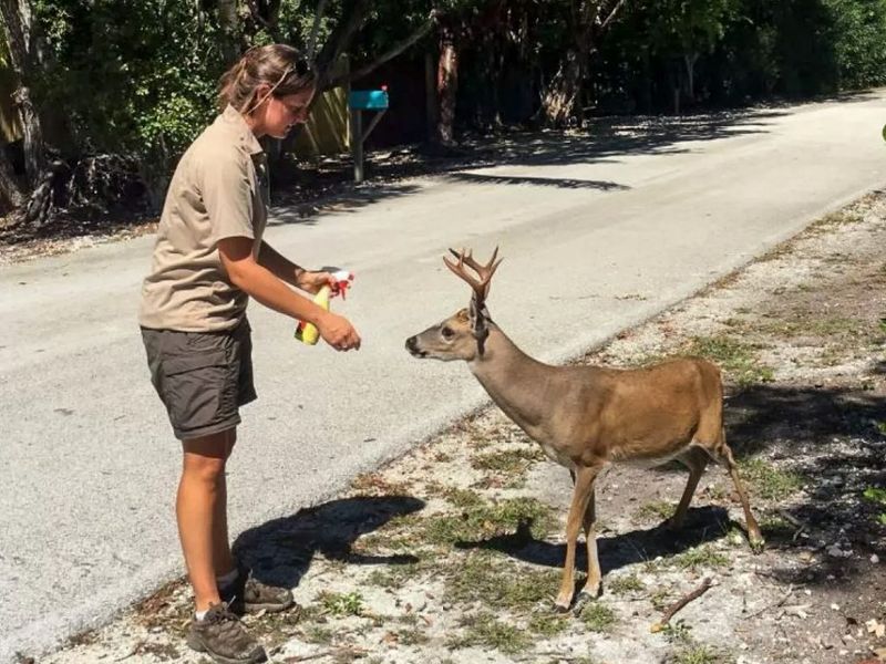 Key Deer