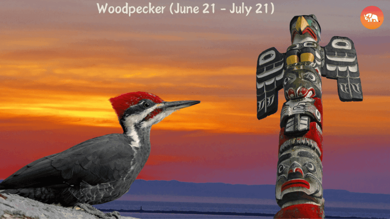 Woodpecker