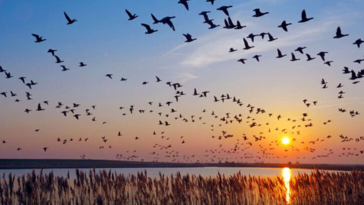 Would Animals Survive Without Us? A World Without Humans, Explored
