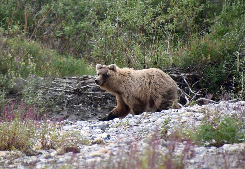 Tundra Grizzly, Arctic Circle