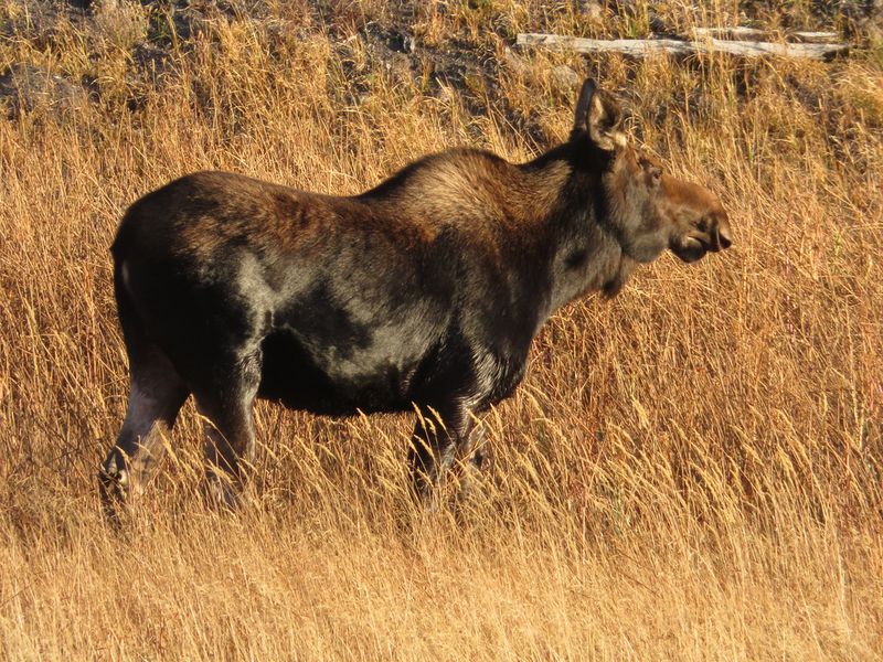 Montana