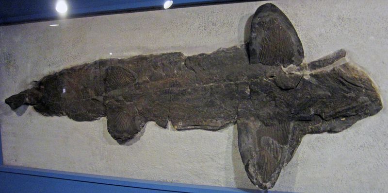 Cladoselache