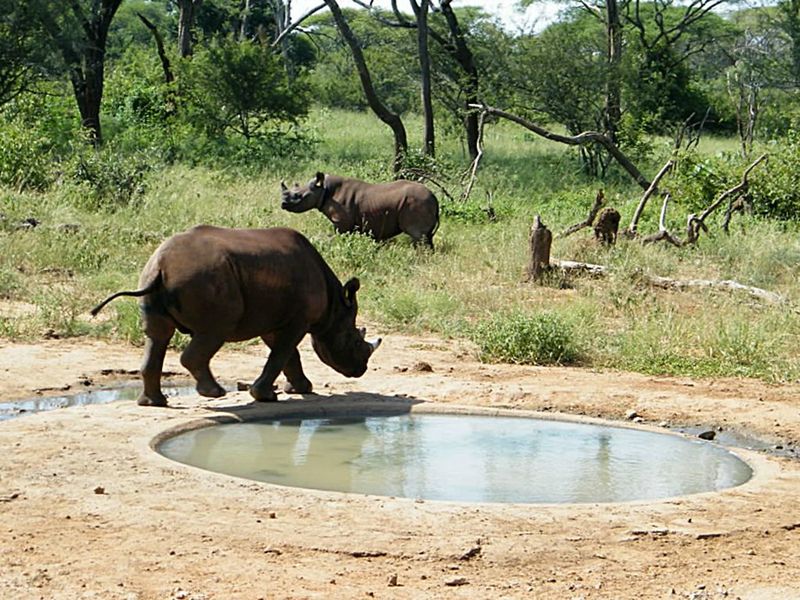 Black Rhino