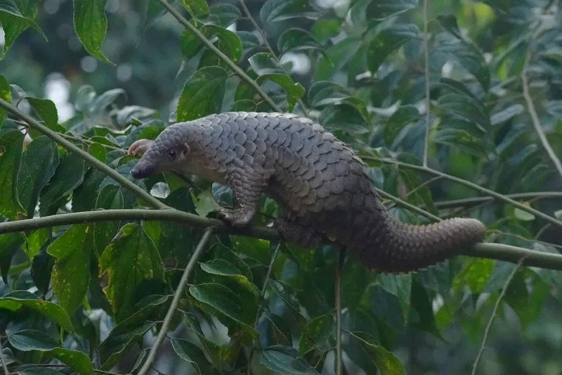 Pangolin (All Species, Especially the Philippine and Sunda Pangolin)