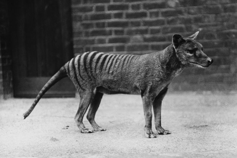 Thylacine