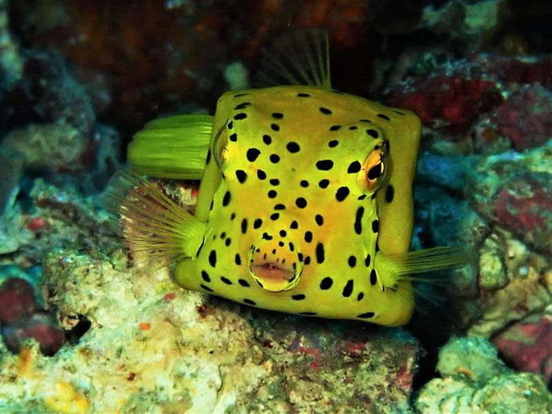Yellow Boxfish