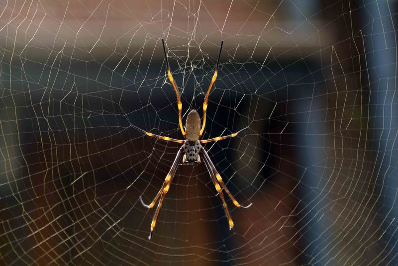 Golden Silk Orb-Weaver Spider