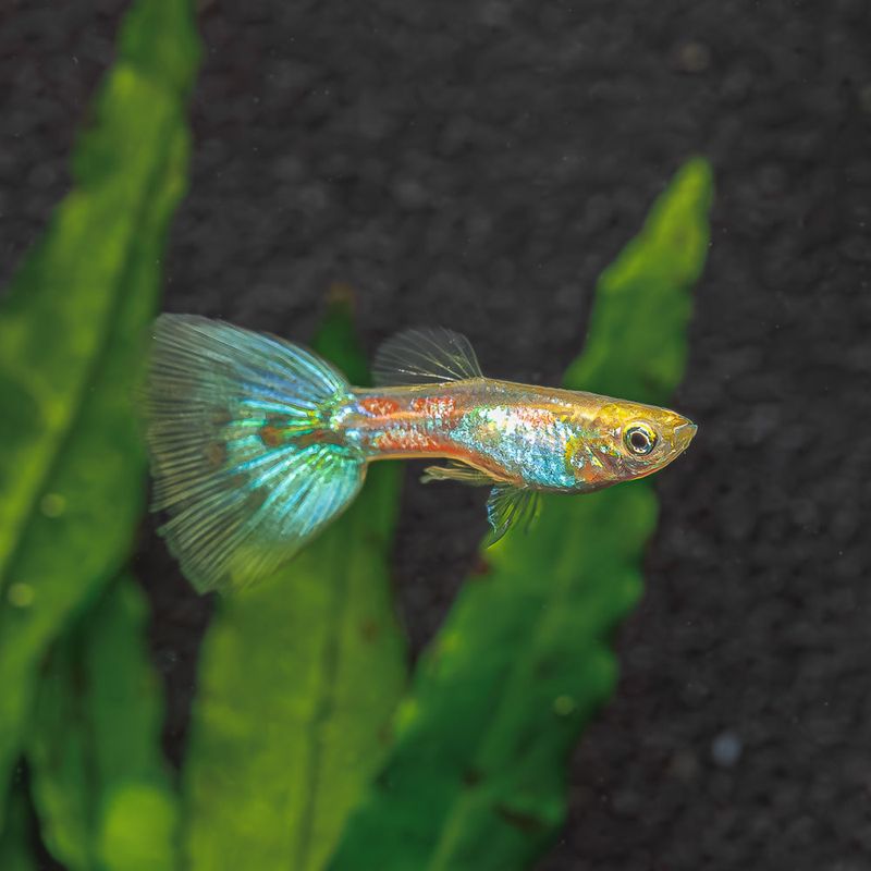 Yellow Cobra Guppy
