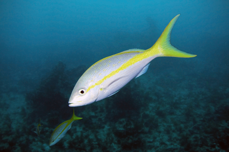 Yellowtail Snapper