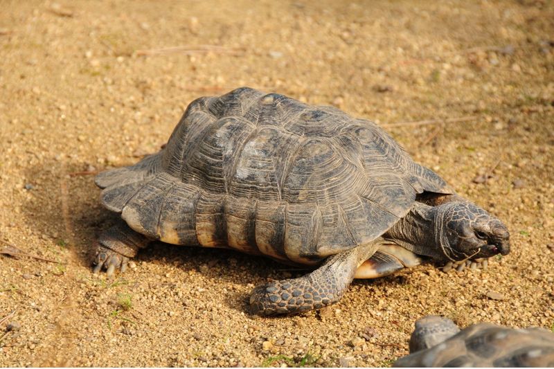Marginated Tortoise