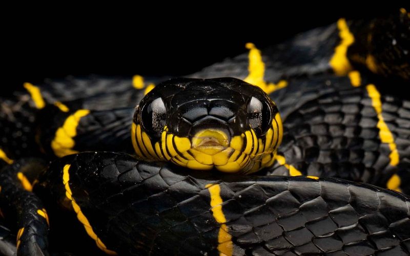 Yellow-Ringed Cat Snake