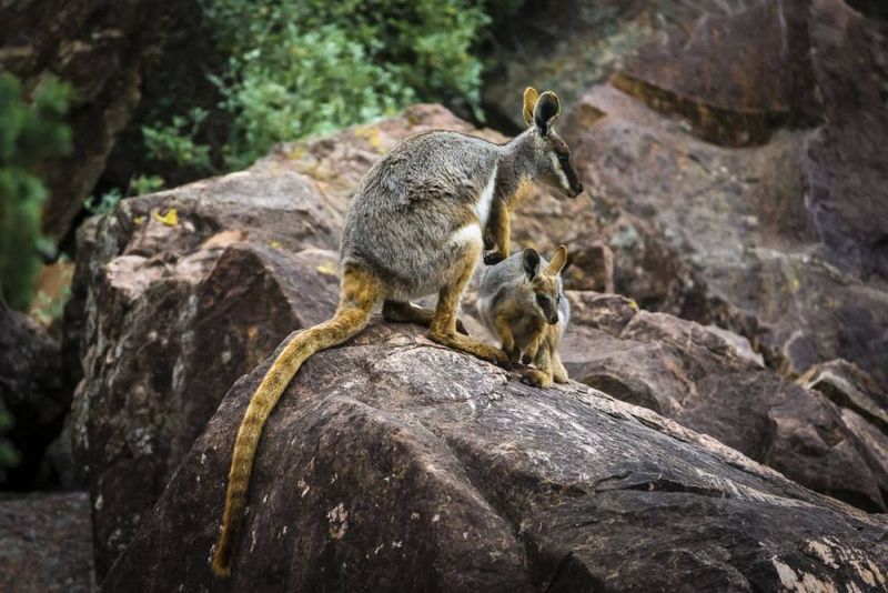 Yellow-Footed Rock Wallaby