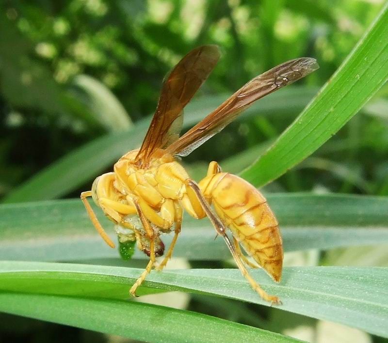 Yellow Wasp