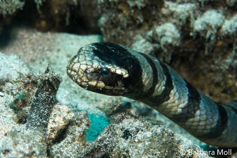Black-banded Sea Krait
