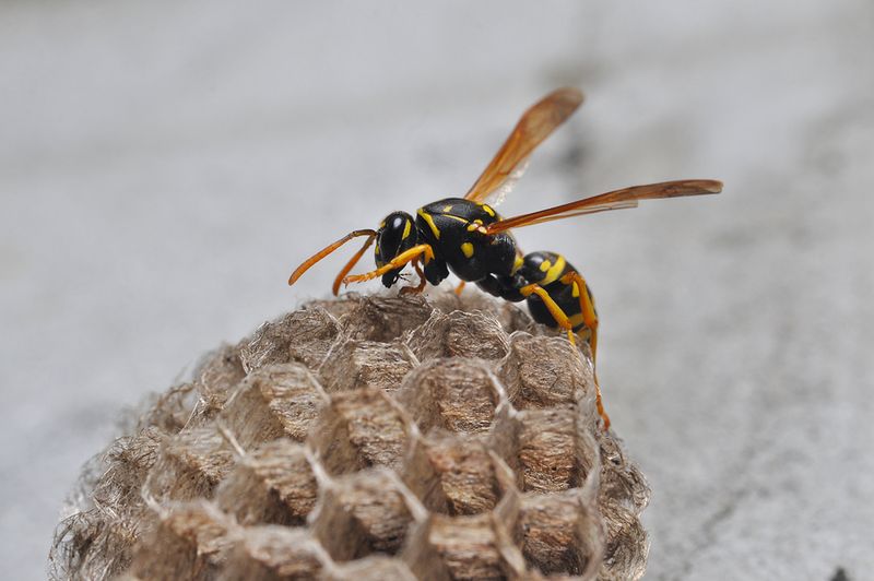 Paper Wasps
