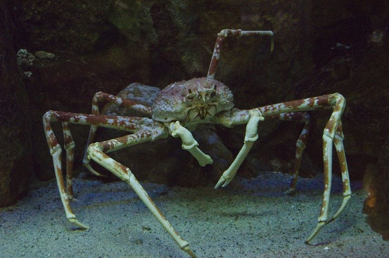 Japanese Spider Crab
