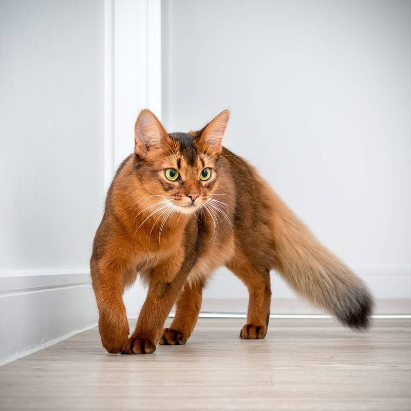 Caramel Somali