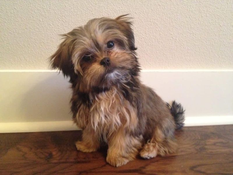 Shorkie