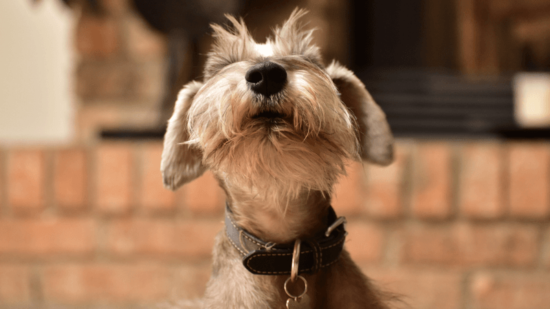 Miniature Schnauzer