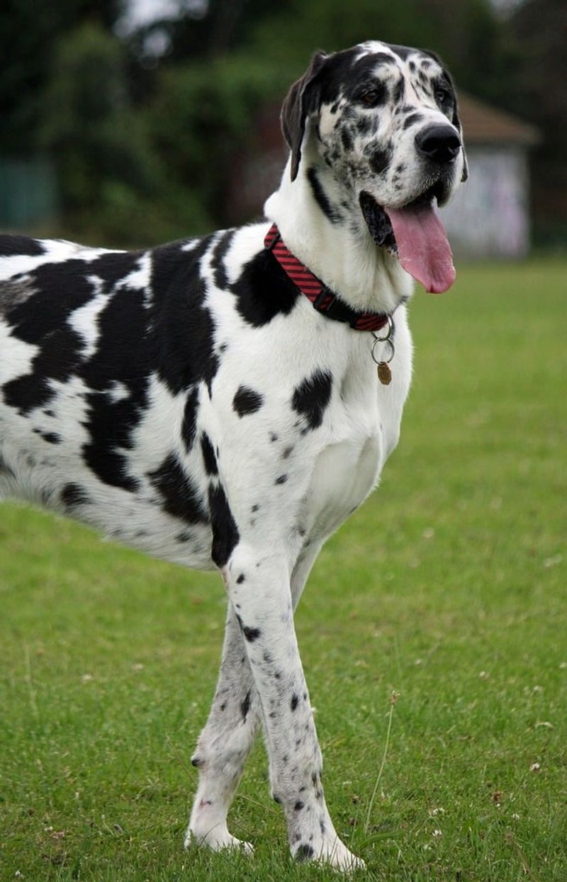 Great Dane