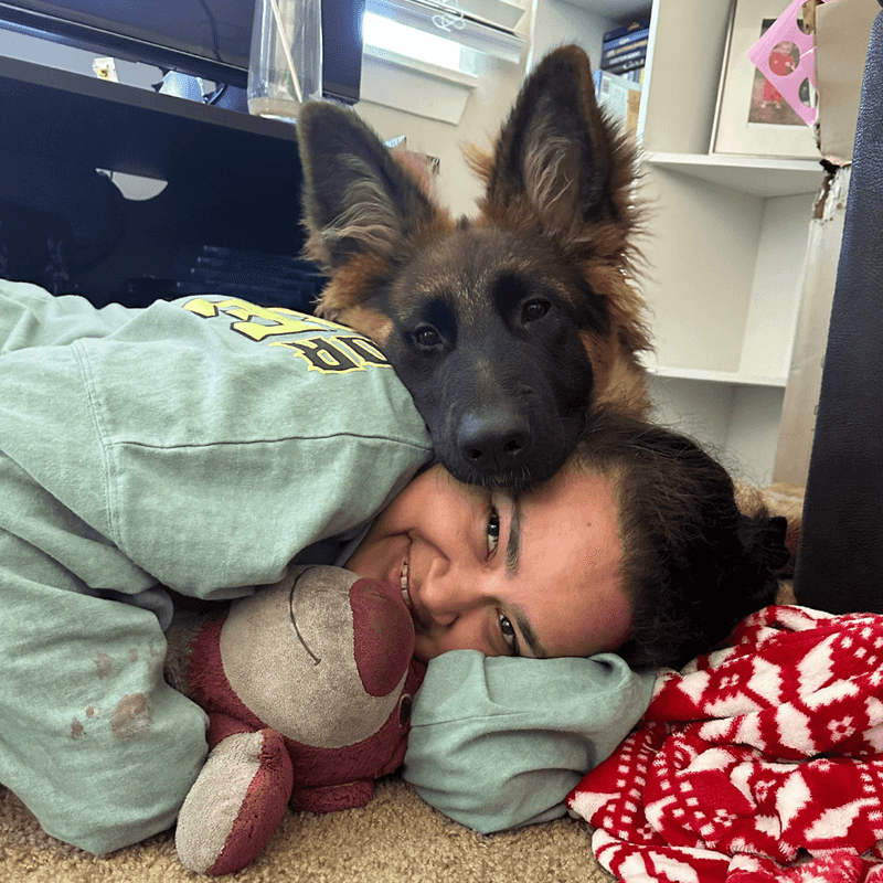 German Shepherd